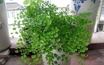 Loại cây trồng hút bức xạ máy tính để thanh lọc không khí nơi làm việc