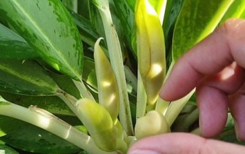 Cây giữ tiền ra hoa có độc không, ý nghĩa?