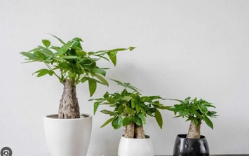 Mẹo trồng cây kim ngân để tiền vào như nước, mang lại vận khí tốt