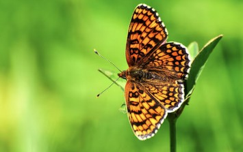 Tháng sinh Âm lịch của người đi đâu cũng được quý, cuộc sống ít phiền não