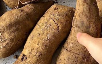 Nhìn như khoai lang, nhưng ăn giòn ngọt hơn củ đậu, ví như 'nhân sâm dưới lòng đất', làm được nhiều món ngon bổ dưỡng