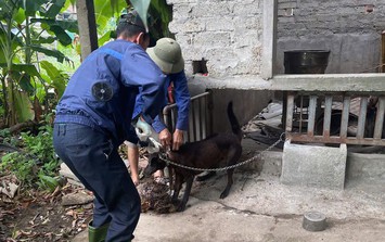 Đẩy mạnh tiêm phòng vật nuôi, ngăn nguy cơ bệnh dại lây sang người