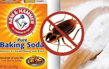 Đặt thứ này vào tủ quần áo, gián 'khiếp sợ' không bao giờ dám bén mảng