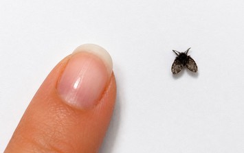 Tuyệt chiêu xử lý bồ hóng sạch tận gốc, không lo nhiễm khuẩn thực phẩm