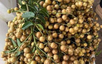 Đang vào chính vụ, loại quả vàng óng giá chỉ từ 30.000 đồng/kg vừa giải nhiệt vừa hỗ trợ giảm ho, chọn thế nào mới ngon?