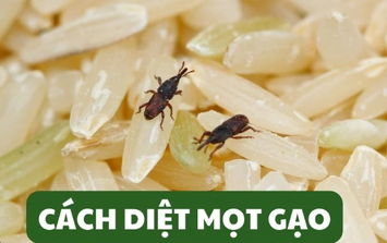 Bí quyết để mối mọt "né xa" gạo giúp gạo ngon cả năm không phải ai cũng biết