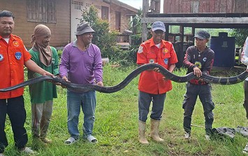 Bắt sống rắn hổ mang chúa khổng lồ nặng 20kg bò vào nhà dân