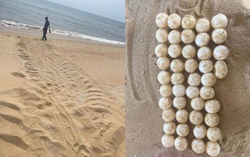 Phát hiện dấu vết dài 2,1 mét và 44 quả trứng lạ trên bãi biển: Cơ quan chức năng báo tin mừng sau đó