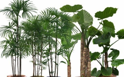 Cách chăm sóc cây cảnh trong nhà