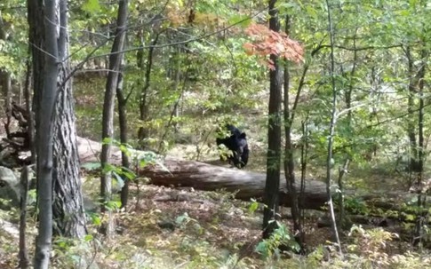Bị gấu đen cắn xé tới chết vì cố gắng chụp ảnh