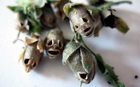 Giật mình loài hoa có hình hộp sọ người chết