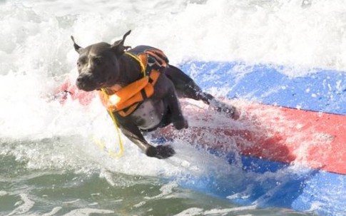 Màn trình diễn lướt sóng có một không hai của các chú chó tại bãi biển Huntington