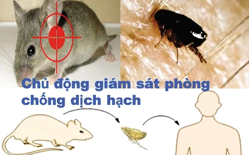 35 loại bệnh nguy hiểm đến từ chuột
