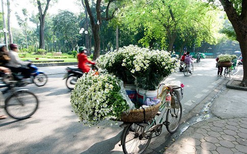 Hà Nội đẹp ngỡ ngàng những ngày cúc họa mi về phố