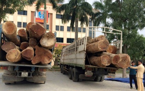 Bắt giữ 2 xe chở gỗ táu khủng