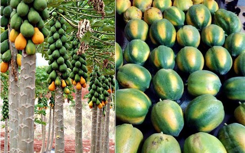 Cách nhận biết trái cây ép chín dễ dàng