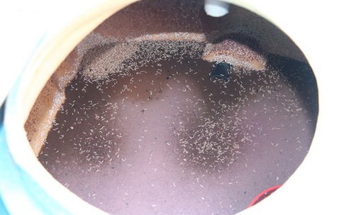 Giòi bò lúc nhúc trong cơ sở chế biến mắm tôm