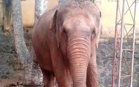 Thương tâm: Voi đoàn xiếc quật chết bé trai 13 tuổi