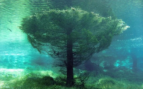 Cận cảnh khu rừng dưới nước đẹp như trong cổ tích