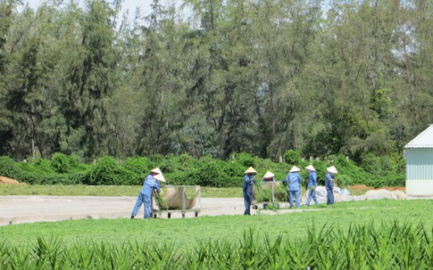 Bài thuốc bổ gan từ rau đắng đất