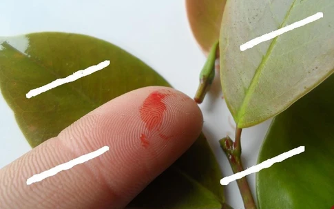 Sự thật về việc cây si đỏ chữa bệnh ung thư