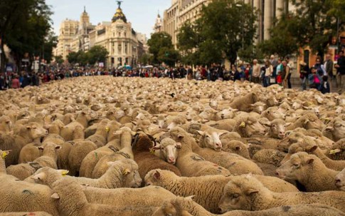 Cận cảnh 2.000 chú cừu chen kín nhau diễu hành trên phố ở Tây Ban Nha