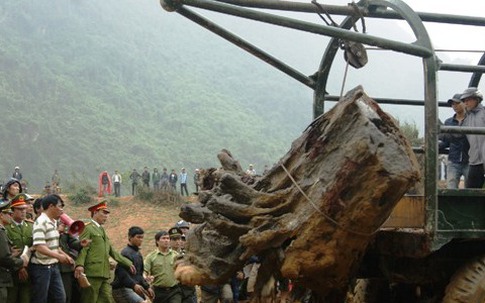 Quảng Bình "tắm" cho gốc gỗ Huê 17 tỷ