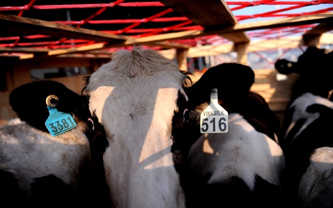 Vinamilk tiếp tục nhập bò sữa mang thai cao sản từ Úc về Việt Nam