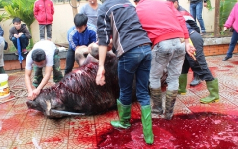 254 người ngộ độc vì ăn thịt trâu