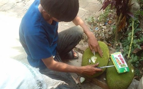 Ép mít chín “siêu tốc” bằng hóa chất