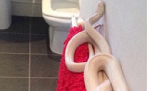 Kinh hãi phát hiện rắn dài 2m cuộn tròn trong phòng tắm