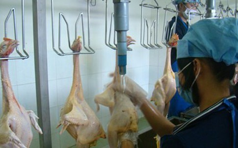 Người chăn nuôi điêu đứng vì gà Mỹ nhập giá siêu rẻ