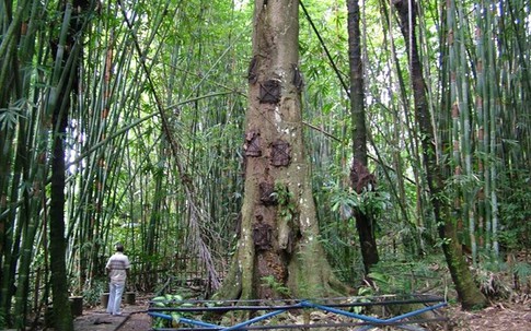 Hãi hùng nghi lễ an táng trẻ em trong "mộ cây"