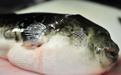 5 người ngộ độc do đòi ăn gan cá nóc