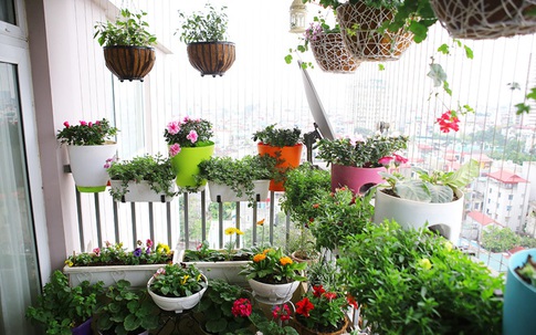Những loại cây nên trồng ở ban công