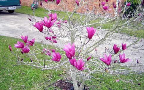 Xuất ngoại săn cây mộc lan 3 mét, hoa như bàn tay chơi tết