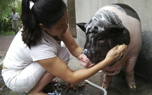 Người phụ nữ nuôi lợn cảnh nặng hơn 1 tạ làm thú cưng trong nhà