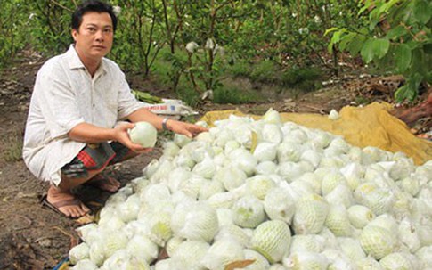 Ổi Sóc Trăng chỉ còn 500 đồng một kg
