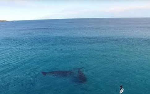 Kinh sợ cá voi khổng lồ theo dõi người lướt sóng