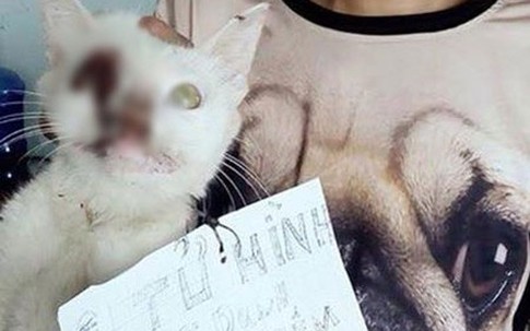 Phẫn nộ nam thanh niên dùng que sắt chọc thủng mắt mèo rồi đem lột hết lông