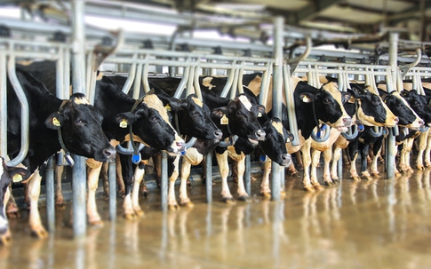 Tránh nhầm lẫn sữa tiệt trùng là sữa tươi