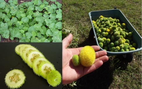 Dưa chuột lông hiếm hoi thoạt nhìn ngỡ... chôm chôm