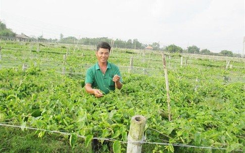 Lãi trăm triệu cả năm nhờ trồng thiên lý