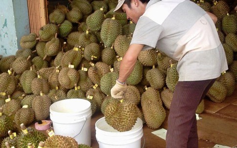 Nhà khoa học kêu oan cho thuốc làm chín trái cây