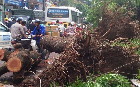 Sau mưa dông lịch sử, lại tranh cãi nên trồng cây gì trên đường phố Hà Nội