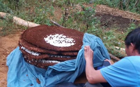 Thương lái Trung Quốc lùng mua tổ ong đất nặng 10kg ở Lào Cai