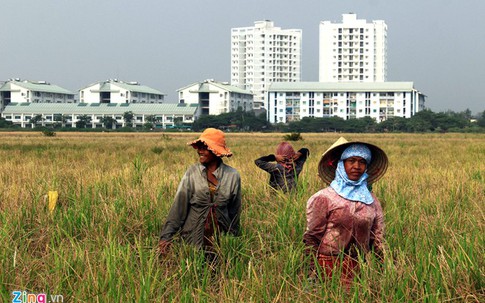 Người miền Tây lên Sài Gòn gặt lúa thuê kiếm tiền tiêu Tết