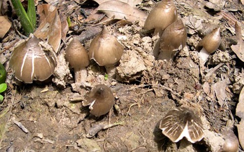 Nấm mối 1 triệu/kg: Mỗi năm 1 lần, tranh nhau ăn vội