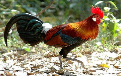 Đồ sạch cúng tết: Cặp gà rừng 10 triệu đồng