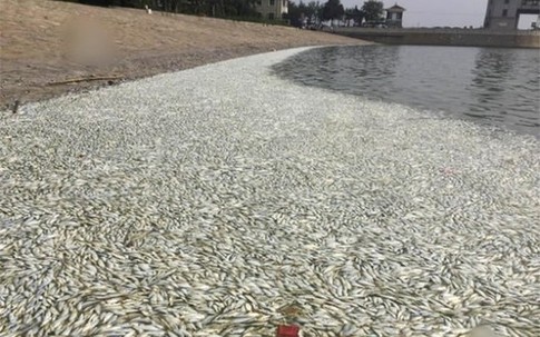 Kinh sợ cá chết hàng loạt nổi trắng mặt hồ gần tâm vụ nổ hóa chất